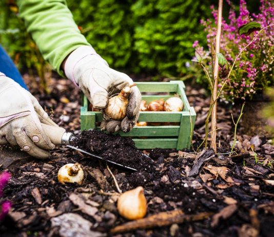 10 дел, которые нужно сделать в цветнике осенью