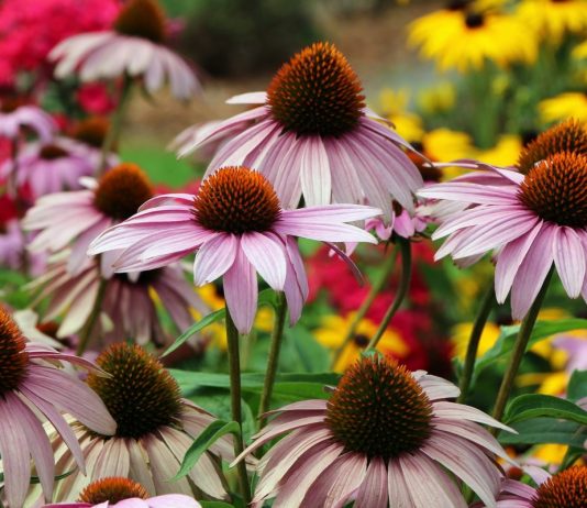 10 многолетников, которые никогда не болеют