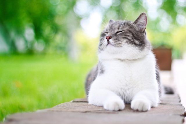 10 «нельзя» для хозяина кошки