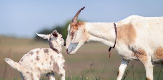 Беременность и роды козы — как ухаживать за козой и козлятами?