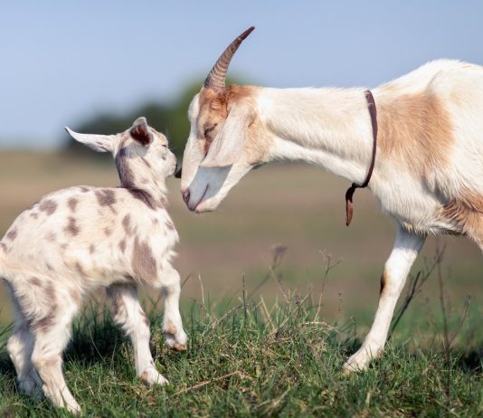 Беременность и роды козы — как ухаживать за козой и козлятами?