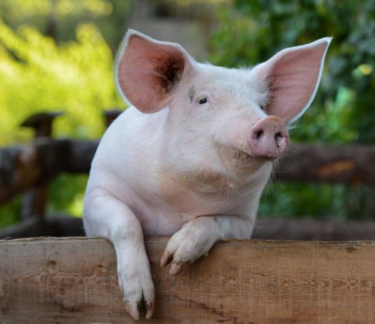 Как и чем кормить свиней?