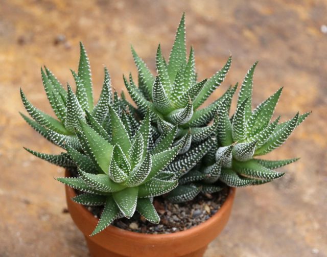 Для хавортии (Haworthia) поливы лучше проводить по самому краю горшка Для хавортии (Haworthia) поливы лучше проводить по самому краю горшка