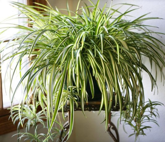 10 причин поселить у себя хлорофитум - Комнатные растения 10 причин поселить у себя хлорофитум