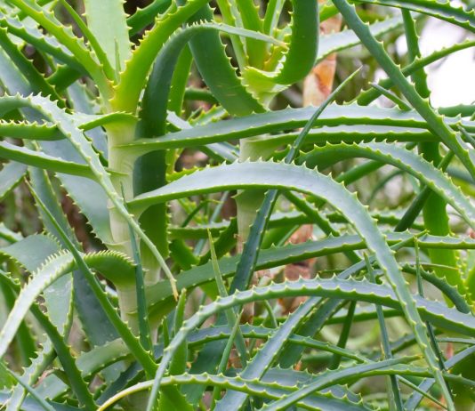 Как держать алоэ древовидное в форме?