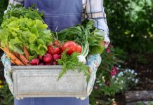 Как повысить плодородие почвы без навоза и минеральных удобрений?