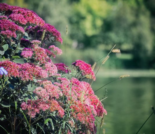 Кустовые очитники — звезды осеннего цветника - Цветы многолетние Кустовые очитники — звезды осеннего цветника