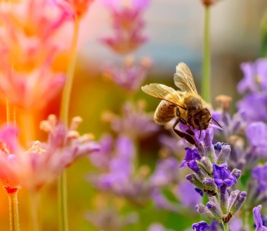 Лучшие однолетние растения-медоносы