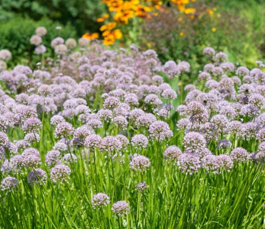 Лук-слизун — полезное и вкусное украшение сада