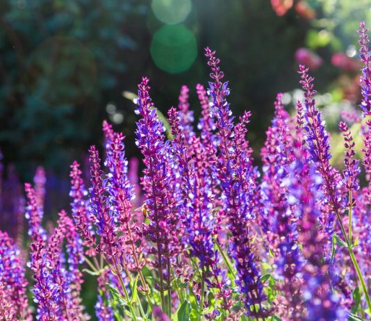 Любите лаванду? Посадите шалфей!