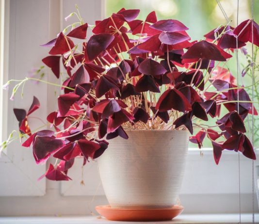 Правила зимовки кислицы в домашних условиях