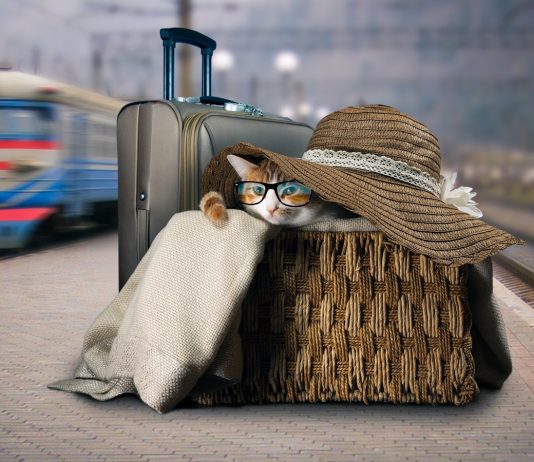 Важные правила транспортировки домашних животных — личный опыт