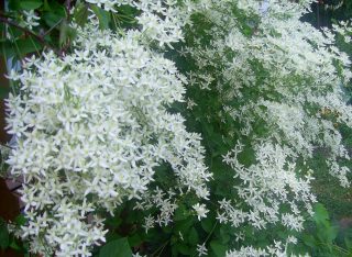 Клематис прямой (Clematis recta)