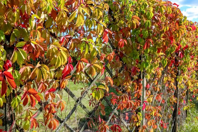 Девичий виноград пятилисточковый (Parthenocissus quinquefolia)