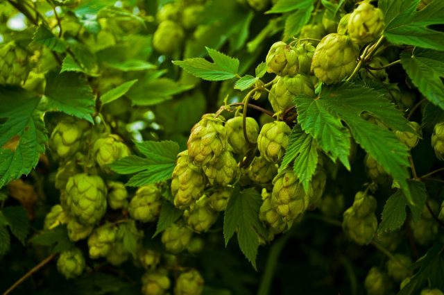 Хмель обыкновенный (Humulus lupulus)