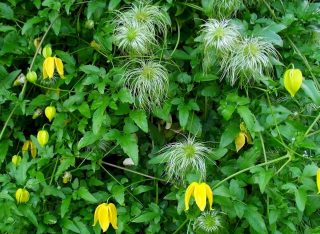 Клематис тангутский (Clematis tangutica)
