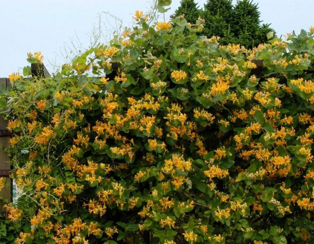 Жимолость Тельмана (Lonicera tellmanniana)