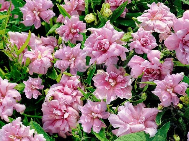 Калистегия пушистая (Calystegia pubescens), махровая форма