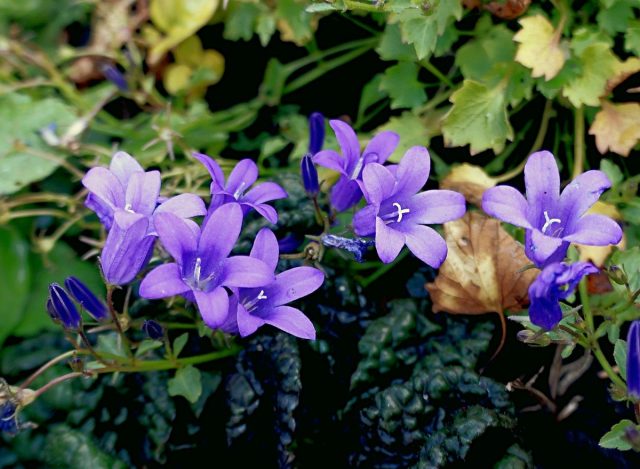 Колокольчик Портеншлага (Campanula portenschlagiana) 