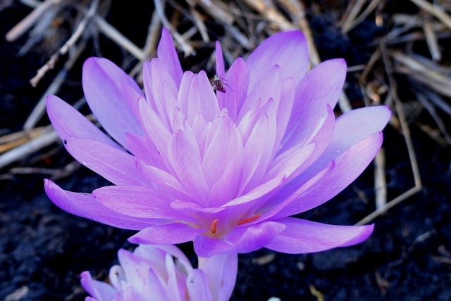 Безвременник «Ватерлили» (Colchicum 'Waterlily')