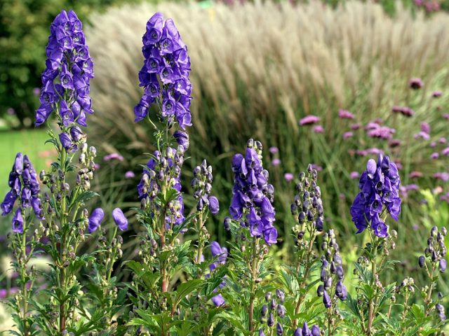 Аконит Кармихеля (Aconitum carmichaelii)