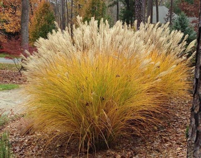 Мискантус (Miscanthus)