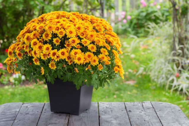 Хризантема мультифлора (Chrysanthemum morifolium)
