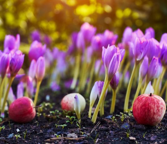 Самые яркие цветы октября в моём саду