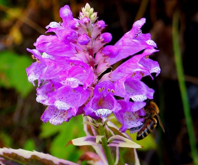 Физостегия «Вариегата» (Physostegia variegata)
