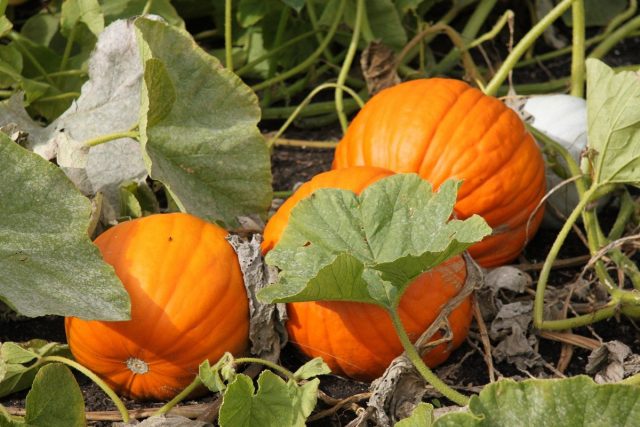 Тыква обыкновенная (Cucurbita pepo L.) 