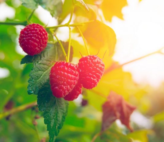 Важные правила подготовки малины к зиме - Ягодник Важные правила подготовки малины к зиме