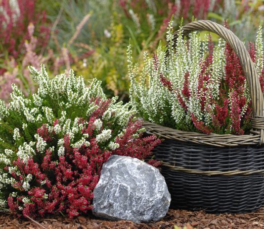 Вереск или эрика — что выбрать?