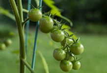 Зеленые черри — бесполезная экзотика или вкуснейшие томаты?