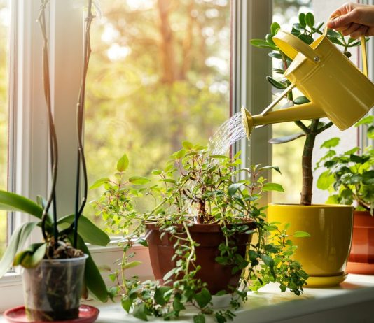 10 главных правил полива комнатных растений - Комнатные растения 10 главных правил полива комнатных растений