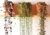 10 лучших ампельных суккулентов 10 лучших ампельных суккулентов