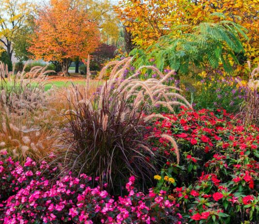 12 самых красивых и стойких растений осени