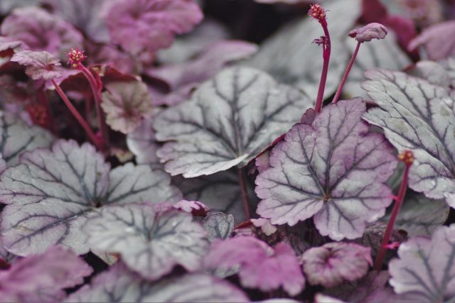 Гейхера (Heuchera) 