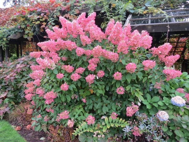 Гортензия метельчатая (Hydrangea paniculata)
