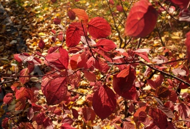 Дерен кроваво-красный (Cornus sanguinea)