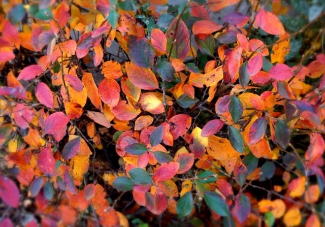 Кизильник блестящий (Cotoneaster lucidus)