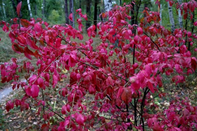 Бересклет бородавчатый (Euonymus verrucosus)