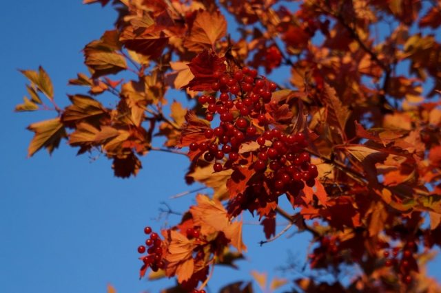 Калина обыкновенная (Viburnum opulus) 