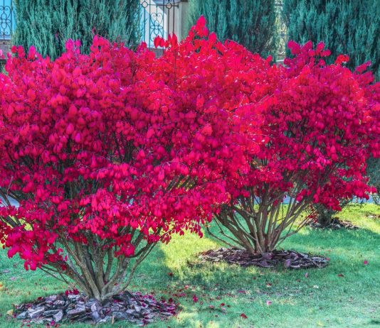 Бересклет — декоративный кустарник для яркой осени в саду - Цветник и ландшафт Бересклет — декоративный кустарник для яркой осени в саду