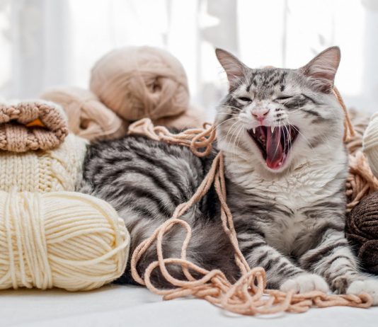 Что нам хочет сказать кот?