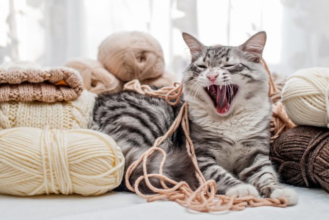 Что нам хочет сказать кот?