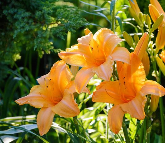 Скрещивание лилейников — выращиваем свой уникальный гибрид - Цветы многолетние Скрещивание лилейников — выращиваем свой уникальный гибрид