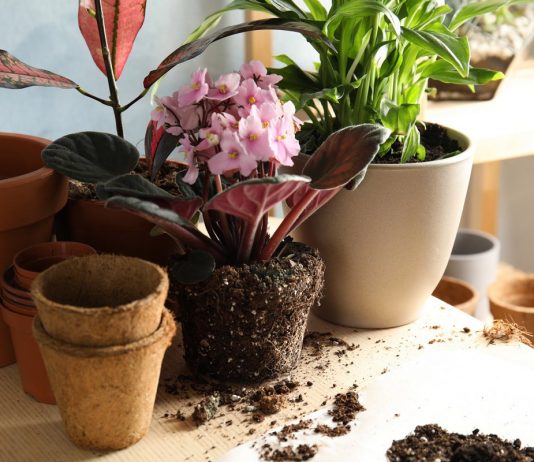 Мои хитрости размещения комнатных растений - Комнатные растения Мои хитрости размещения комнатных растений