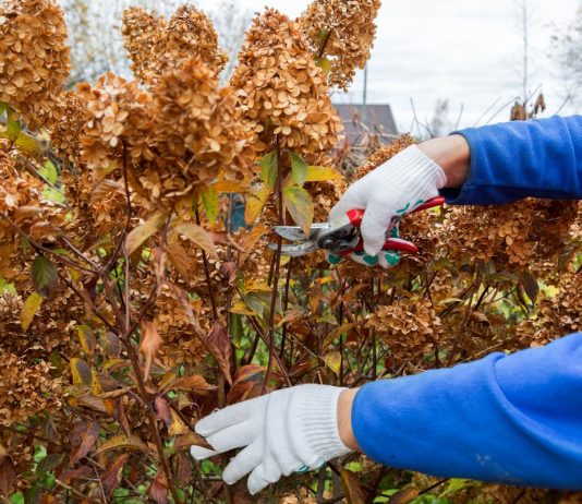 Какие растения нельзя обрезать на зиму, а какие — необходимо? - Цветник и ландшафт Какие растения нельзя обрезать на зиму, а какие — необходимо?