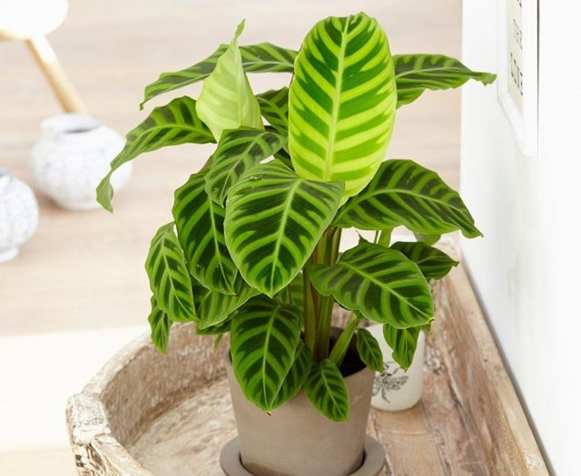Чаще всего в комнатах выращивают калатею полосатую (Calathea zebrina)