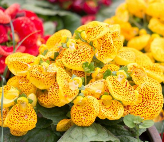 Как наслаждаться цветением кальцеолярии каждый год? - Комнатные растения Как наслаждаться цветением кальцеолярии каждый год?